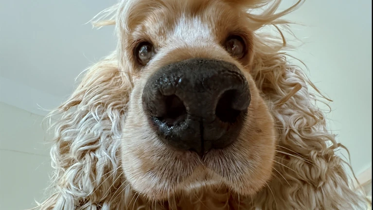 — © Bild: Lock Liu / Comedy Pets