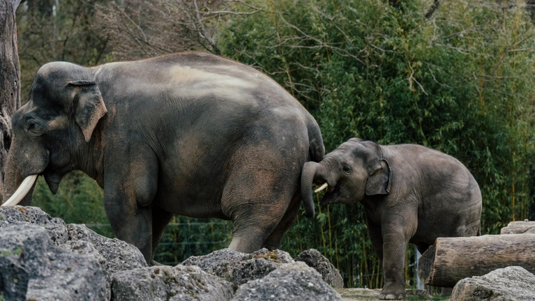 Tierpark Hellabrunn Tierbabys Nachwuchs — © Bild: Tierpark Hellabrunn / Jan Saurer