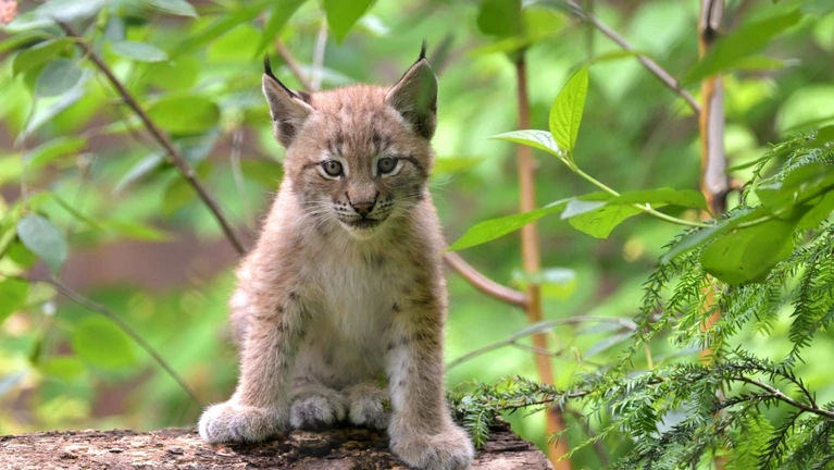 Luchs — © ©&nbsp;Bild: Birgit Mohr
