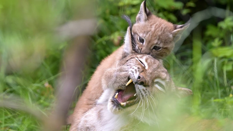 Luchs — © ©&nbsp;Bild: Birgit Mohr