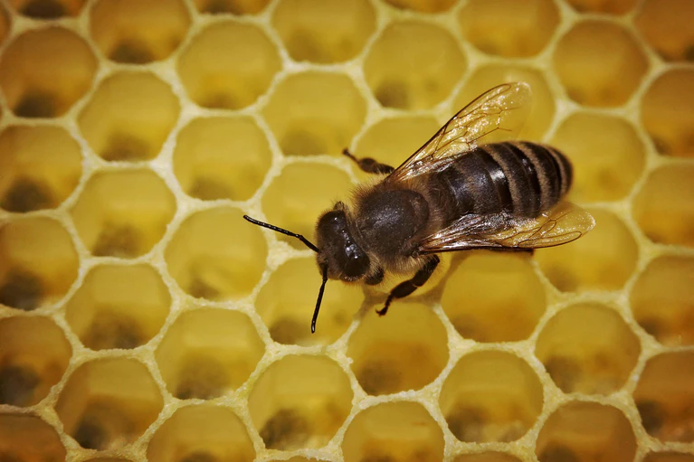 — © Eine Biene läuft über die mit Honig gefüllten Waben. Foto: Fredrik von Erichsen/Archiv