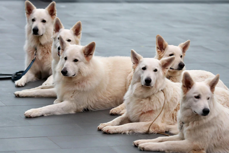 Weiße Schweizer Schäferhunde — © Bild: Daniel Karmann