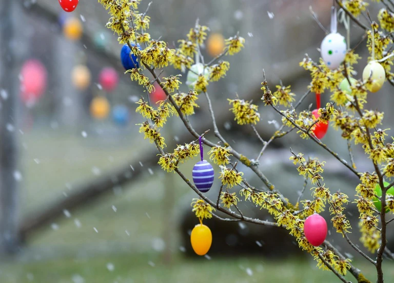 Osterfeiertage, Wetter — © Schnee fällt in einem Garten mit einem blühenden Zaubernuss-Strauch. Foto: Patrick Pleul