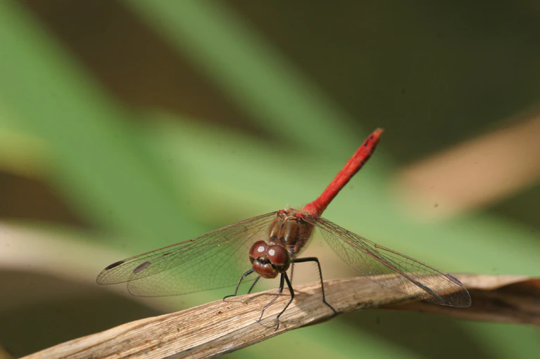 Naturschutzfachkartierung - Gemeine Heidelibelle - Sympetrum vulgatum — © Foto: Hans-Joachim Fünfstück, LfU Bayern