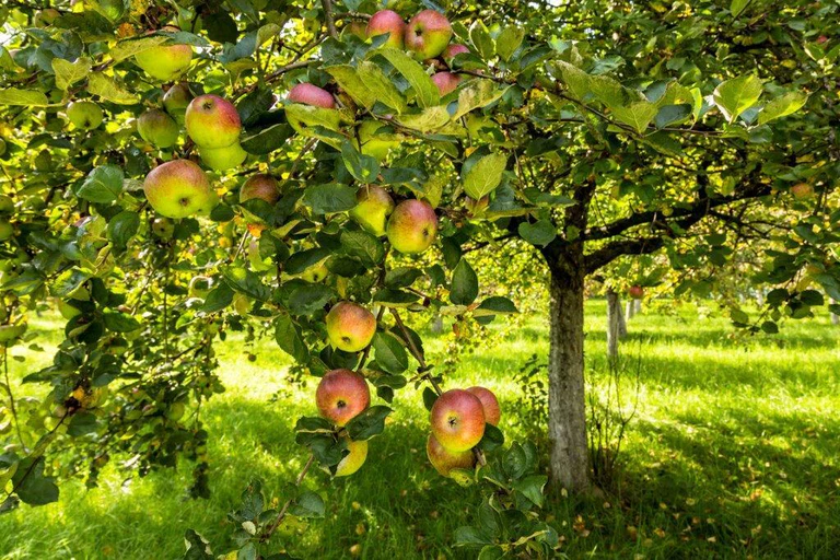Obst Äpfel