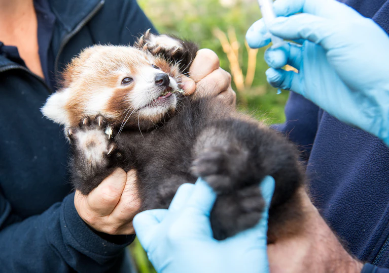 Hellabrunn roter Panda — ©