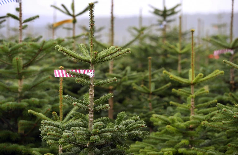 Christbäume — © Christbäume trotzten dem trockenen Sommer. Foto: Karl-Josef Hildenbrand