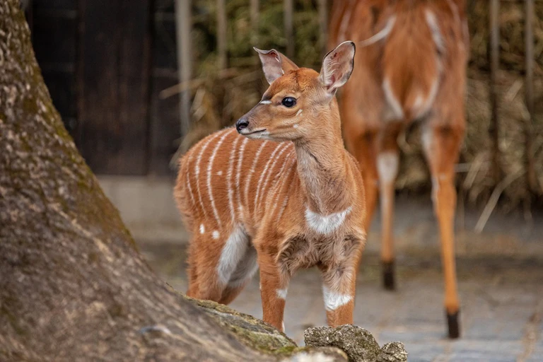 Tierpark, Frühlingserwachen, Nyala