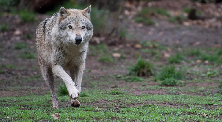 Wolf Wölfe Agrarausschuss
