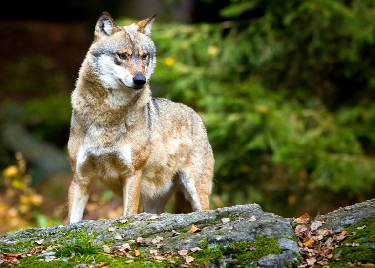 Wolf Traunstein — © Ein Wolf (Canis lupus) ist zu sehen. Foto: Patrick Pleul/Archiv
