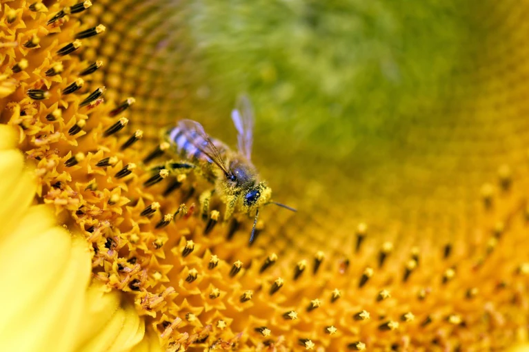 Runder Tisch, Arten- und Naturschutz — © Bild: Ralf Hirschberger/Archiv