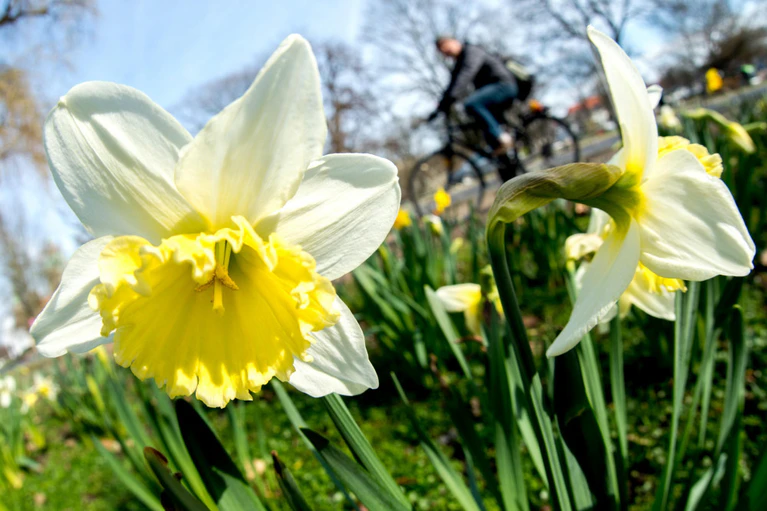 Frühling, Blumen — © Ein Radfahrer fährt an blühenden Narzissen vorbei. Foto: Hauke-Christian Dittrich