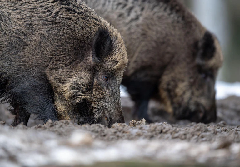 Wildschweine — © Zwei Wildschweine stehen auf einem Plateau im Wald und wühlen bei der Futtersuche mit der Schnauze im Erdboden. Foto: Lino Mirgeler/Archiv