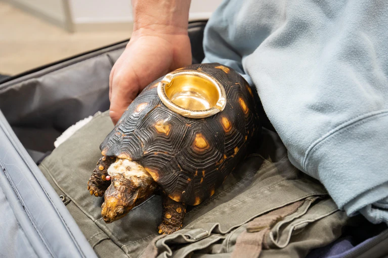Urlaubs-Souvenirs Zoll Tiere Schildkröte