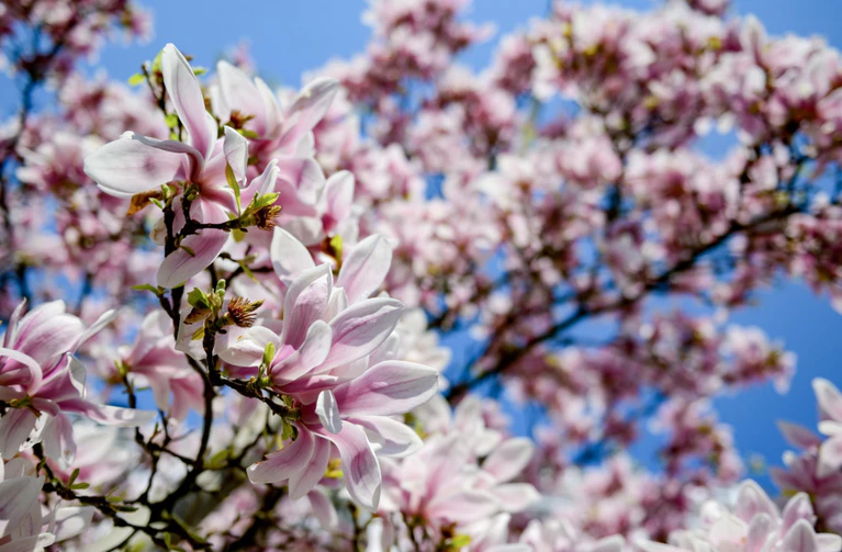 Osterferien, Wetter — © Die Sonne scheint auf die Blüten eines Magnolienbaums. Foto: Axel Heimken/Archivbild