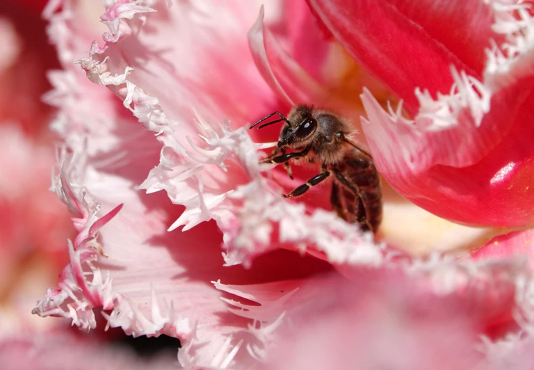 Runder Tisch, Artenschutz, Bienen — © Eine Biene sitzt im botanischen Garten in einer rosa gefüllten Tulpe. Foto: Rachel Boßmeyer