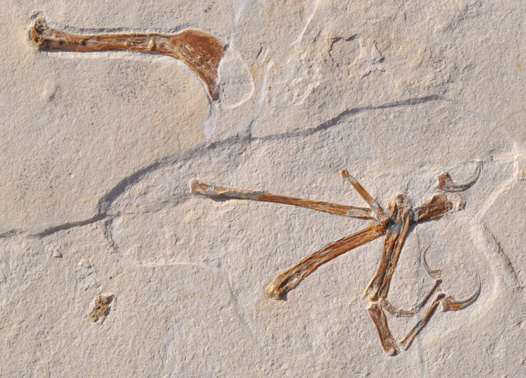 Urvogel, Archaeopteryx, Alcmonavis poeschli, LMU — © Foto: O. Rauhut, LMU/SNSB