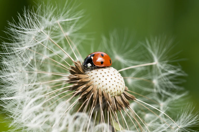 Monatsvorschau, Juni — © Makroaufnahme von einem Marienkäfer auf einer Pusteblume