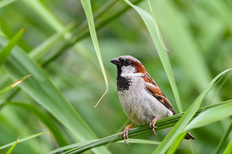 Spatz — © Ein männlicher Haussperling (Passer domesticus), auch als Spatz bekannt. Foto: Nicolas Armer/Archivbild
