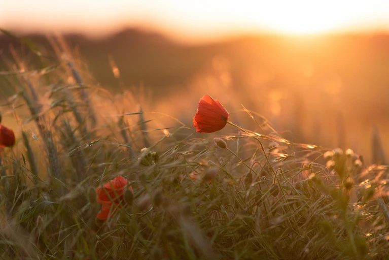 Pfingstwetter Sonne Mohnblume