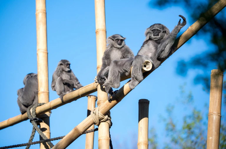 Tierisch musikalisch, Hellabrunn, Rundfunkorchester — © Bild: Marc Müller/Tierpark Hellabrunn