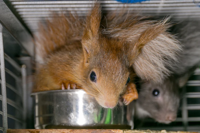 Eichhörnchen-Babys — © Bild: Gemeinde Haar