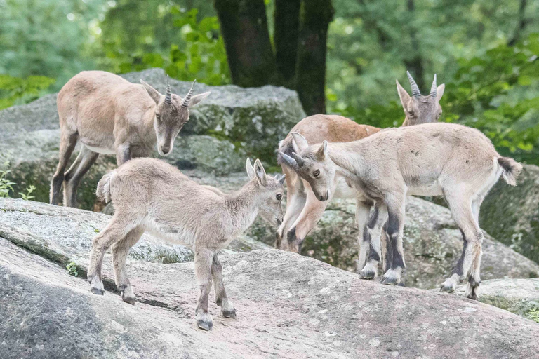 Alpensteinböcke Kitz Hellabrunn — © Bild: Daniela Hierl