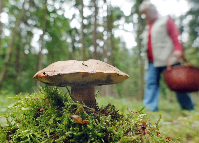 Schwammerl, Pilzsaison, Pilzsucher, Pilzsammler — © Bild: Armin Weigel/Archivbild
