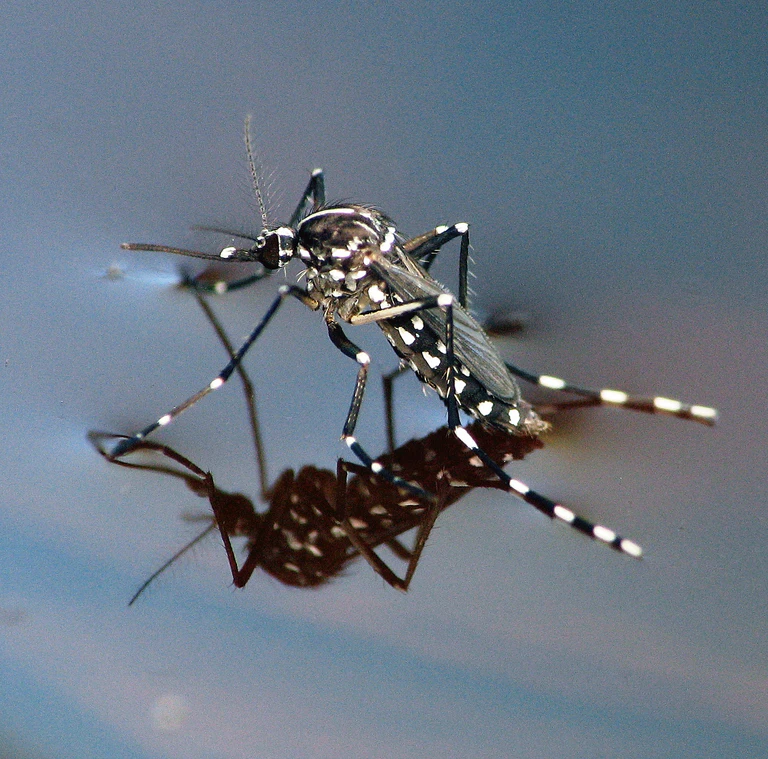 Tigermücke — © Bild: Sean McCann - Asian Tiger Mosquito / flickr.com CC BY-NC-SA 2.0