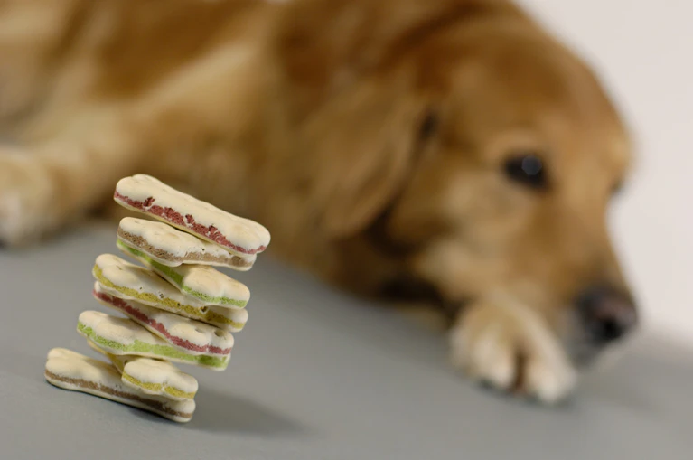 Hund, Essen, Hundekuchen, Kekse