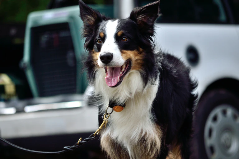  — © Hund steht angeleint neben Transportbox fuer Hund beim Auto