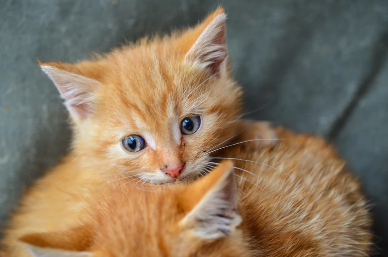Katze, Katzenbaby, süß, flauschig, rot, Welpe