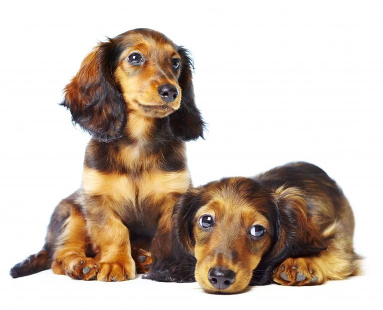 Dackel, Hund, Welpe, süß, Haustier, Hunde
