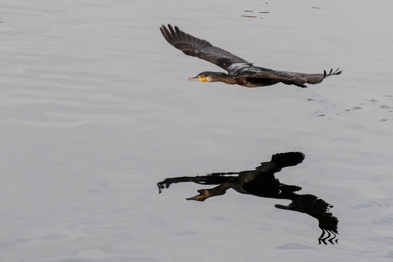 Bi zu einem halben Kilo Fisch kann ein Kormoran am Tag fressen. (Archivfoto)  — © Felix Kästle/dpa