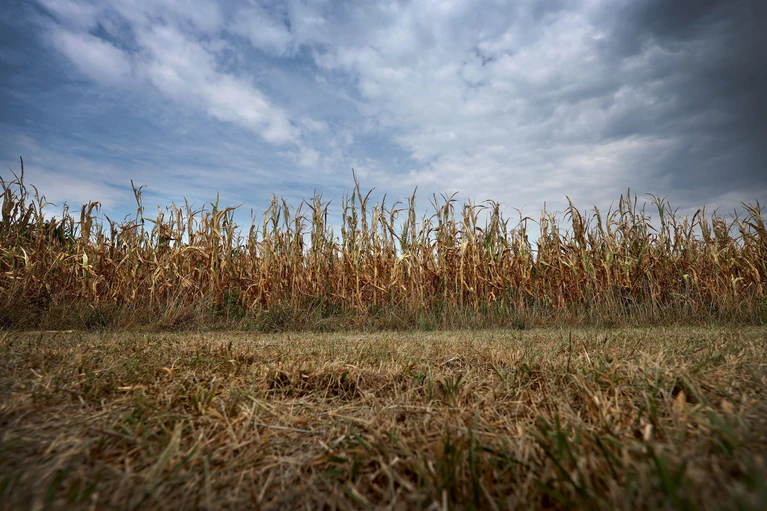Bayerns Landwirtschaft leidet unter Trockenheit. (Symbolbild) — © Karl-Josef Hildenbrand/dpa