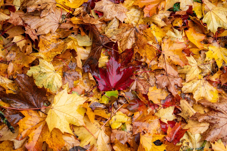 Das Wetter in Bayern zeigt sich weiter herbstlich. (Archivbild) — © Daniel Vogl/dpa