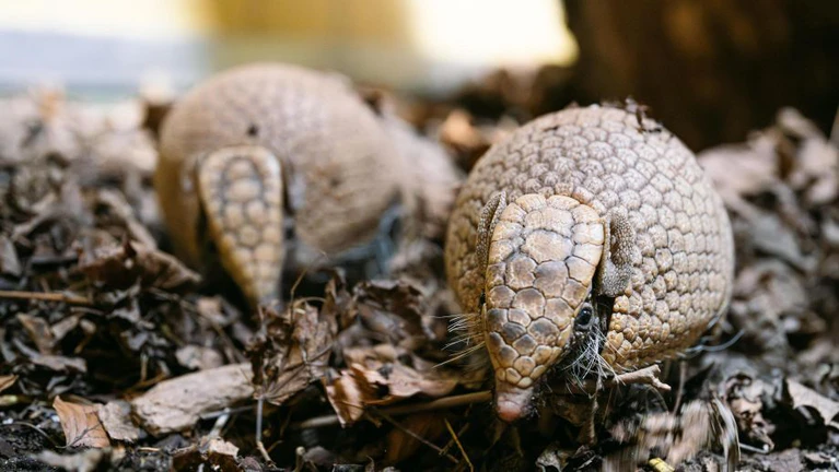  — © Bild: Jan Sauer / Tierpark Hellabrunn 