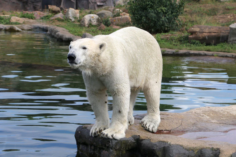  — © Bild: Tierpark Hellabrunn