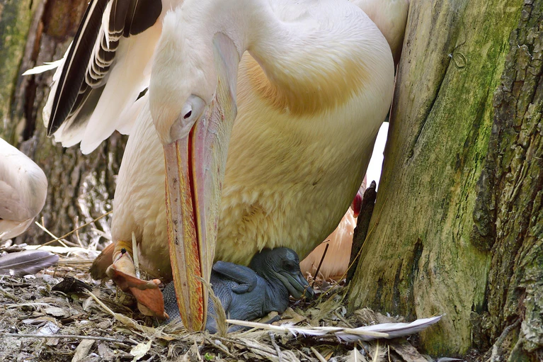 Zoo, Tierpark, Hellabrunn, Nachwuchs, Pelikane — © Bild: Münchener Tierpark Hellabrunn AG © Gemma Borrell