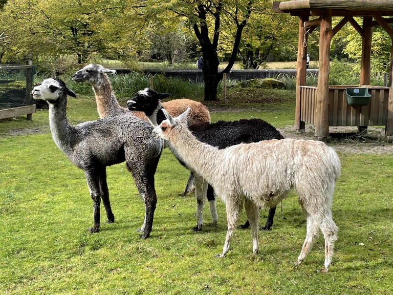 Hellabrunner Lamas und Alpakas — © Bild: Stefanie Hofmann-Lund