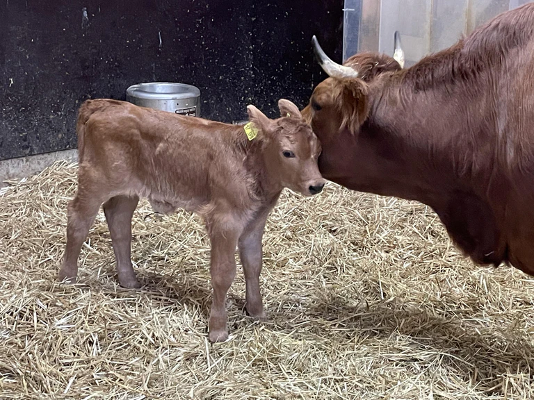 Bulle aus Hellabrunn — © Bild: Tierpark Hellabrunn