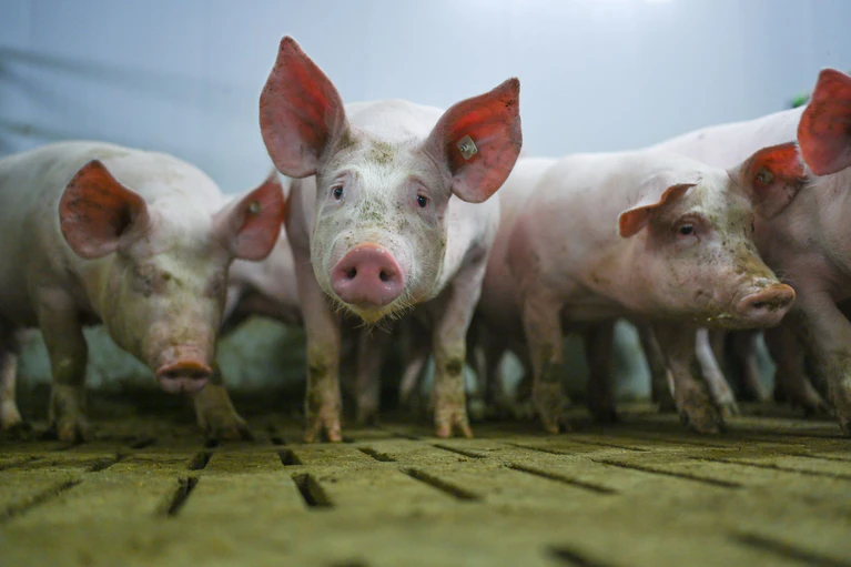 Zahlreiche Tiere starben in den Flammen. (Symbolbild) — © Lars Klemmer/dpa
