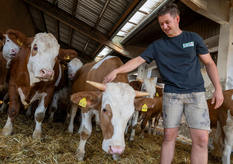 Johannes Attenberger, Bereichsleiter Ochsenmast, kennt seine Tiere ganz genau.  — © Peter Kneffel/dpa