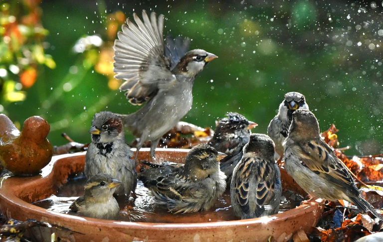 Haussperlinge sind immer in der Gruppe unterwegs und brauchen deshalb Nistplätze und Nahrung für viele Vögel. (Symbolbild) — © Waltraud Grubitzsch/dpa