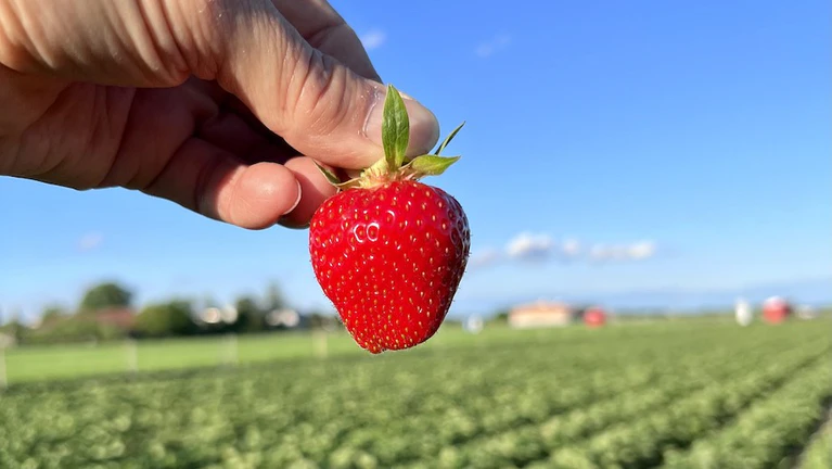 Erdbeeren-LANG