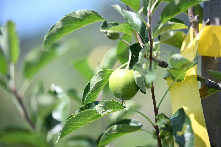 Noch sind die Äpfel grün. Im Herbst soll die erste größere Ernte beginnen.  — © Felix Kästle/dpa