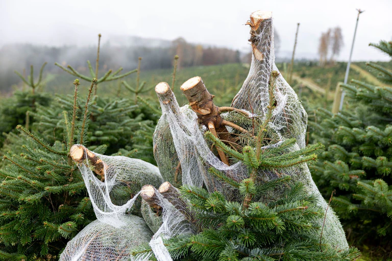 Hauptregion für den Anbau bayerischer Weihnachtsbäume ist der Norden des Freistaats. — © Heiko Becker/dpa