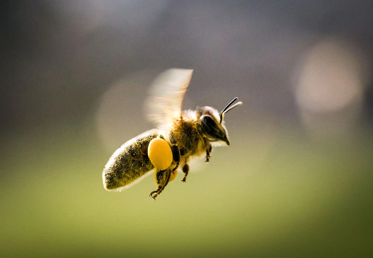 Bienenstich mit Folgen - doch der Lkw-Fahrer hatte noch Glück im Unglück. (Symbolbild) — © Frank Rumpenhorst/dpa