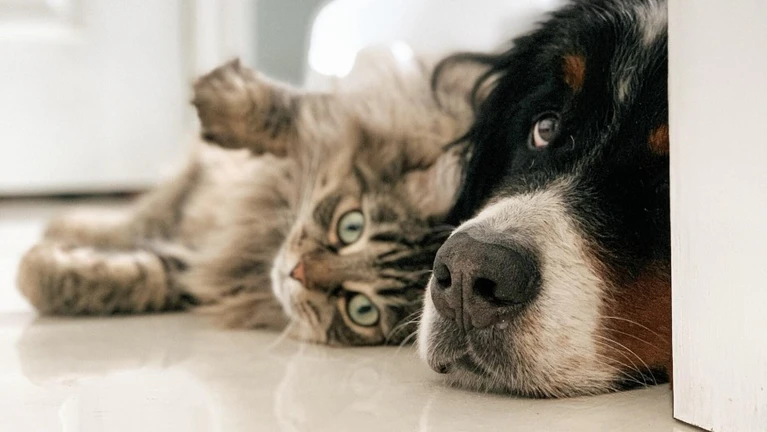 Haustiere, Tiere, Hund, Katze — © Photo by Louis-Philippe Poitras on Unsplash