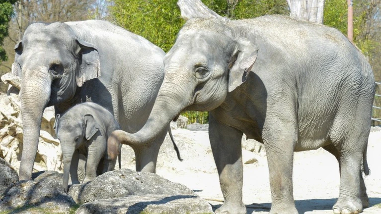  — © Bild: Tierpark Hellabrunn / Navin Adami